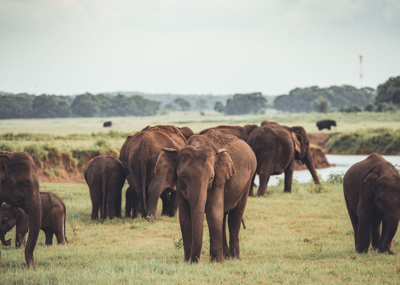 Kaudulla National Park